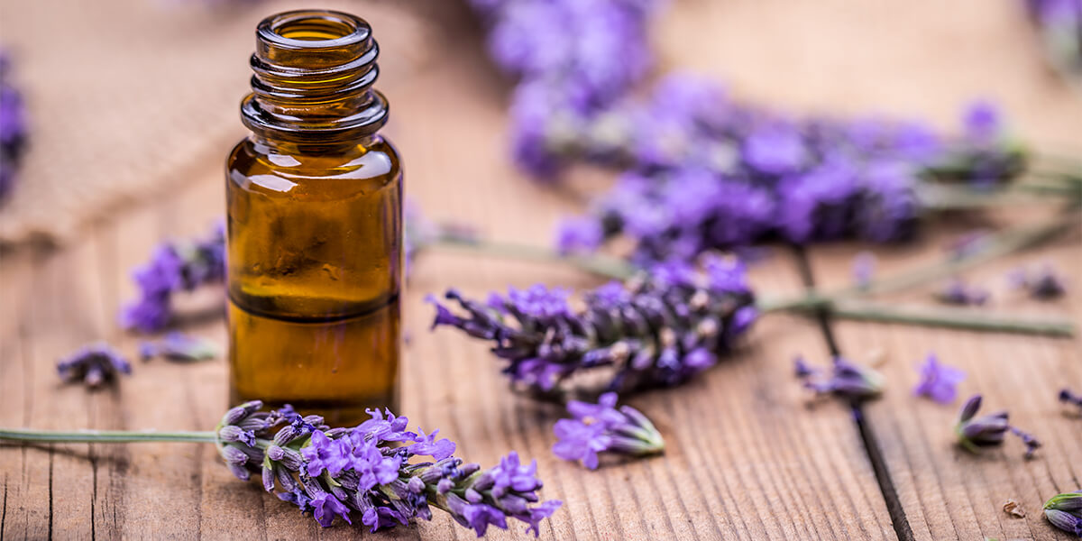 lavender for anxiety